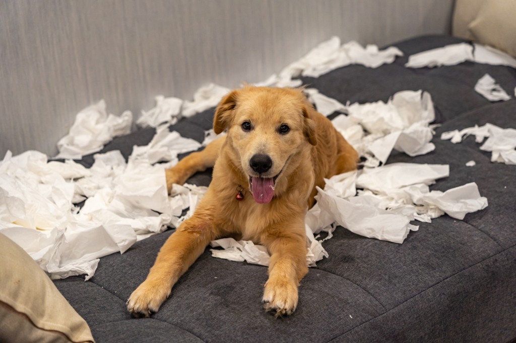 ティッシュでリビングを散らかす犬