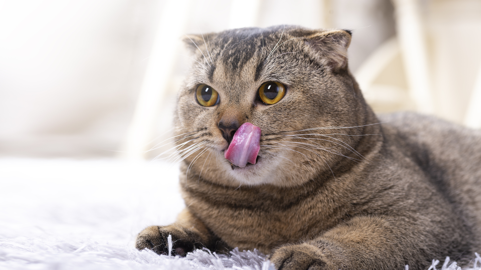 舌なめずり　猫